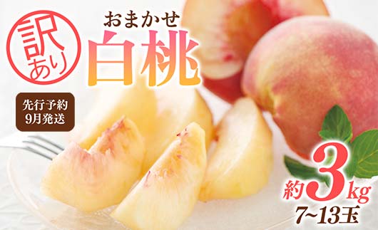 FYN9-732 ≪2026年先行予約≫ ご家庭用 9月発送 山形県産 品種おまかせ 白桃 約3kg(7～13玉) 2026年9月上旬から順次発送 硬い はくとう 桃 もも モモ 果物 くだもの 夏果実 フルーツ 訳あり 農業者支援 家庭用 自宅用 産地直送 山形県 西川町 月山