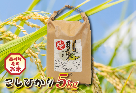 FYN9-205 山形県西川町産 こしひかり 5kg 白米 もちもち 粘り 甘み