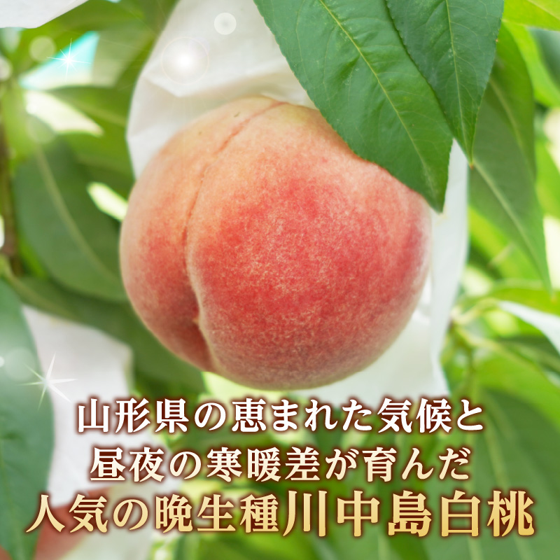 《先行受付》★山形産白桃『川中島白桃』★約3kg(6～12玉程度)秀品【2026年8月中旬頃～順次発送予定】
