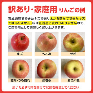 《先行受付》訳あり 大江はるか約3.5kg【2026年12月上旬～発送予定】【大江町産・山形りんご・りんご専科 清野】