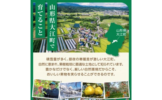 《先行受付》特別栽培 大玉 ラ・フランス 約3kg・秀品4L～3L  【2026年11月上旬頃～発送予定】