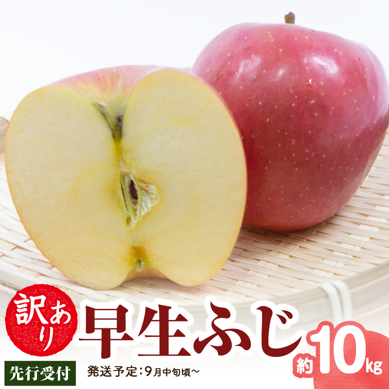 《先行受付》 訳あり 早生ふじ約10kg（28～46玉）【2026年9月中旬～発送予定】【大江町産・山形りんご・りんご専科 清野】