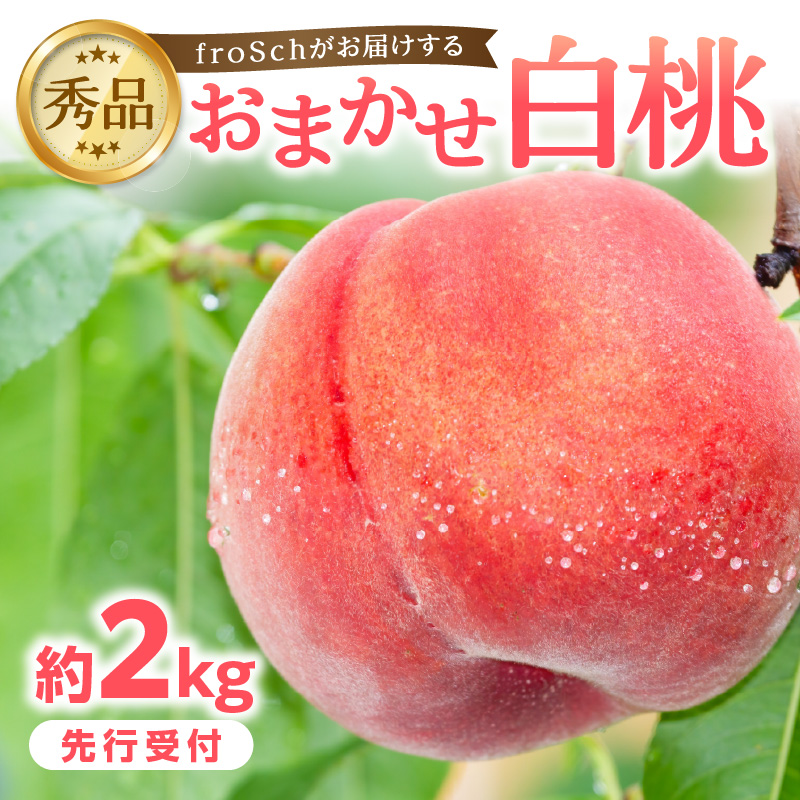 ≪先行受付≫ froSchがお届けするおまかせ白桃 約2kg 【2026年7月下旬より順次発送予定】