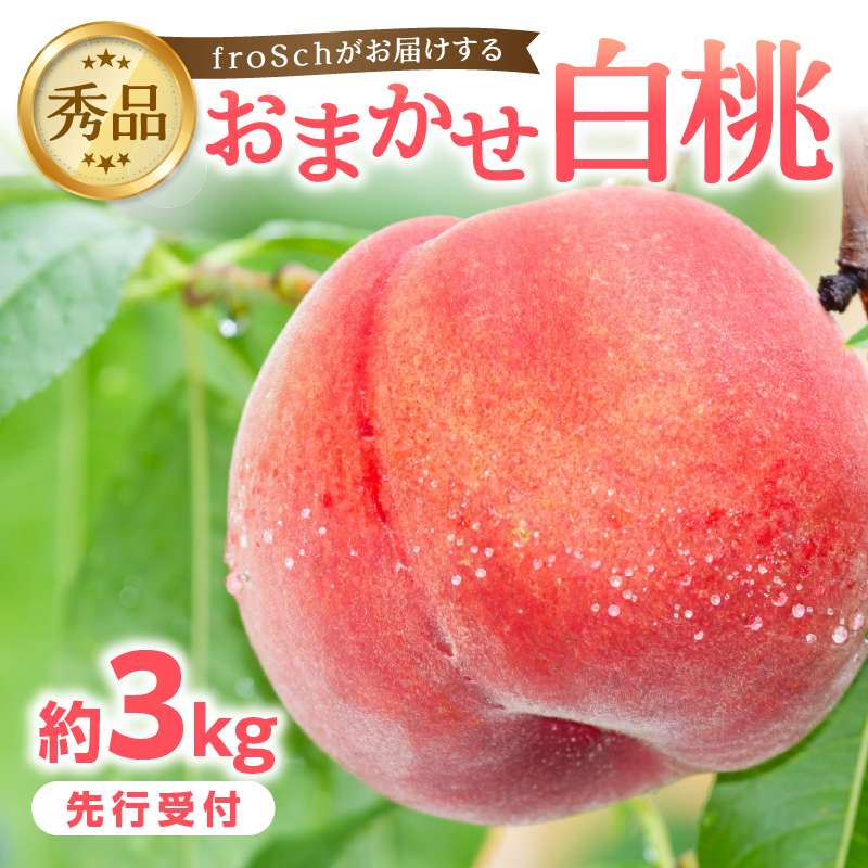 ≪先行受付≫ froSchがお届けするおまかせ白桃 約3kg 【2026年7月下旬より順次発送予定】