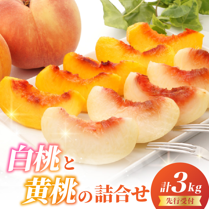 《先行受付》白桃と黄桃詰合せ3kg【2026年8月頃より順次発送予定】