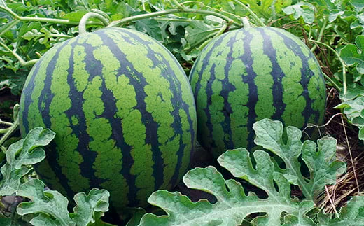 大玉すいか しまむそう 3Lサイズ×1玉 7月中旬から順次発送 2025年産 令和7年産 山形県産 大石田町産 gt-susmx3 3L 約8kg前後