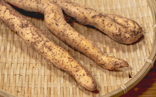 雪国育ちの自然薯 訳あり スティック 500g 野菜 やまいも じねんじょ 山形県 大石田町産 oz-ziwxx500 500g