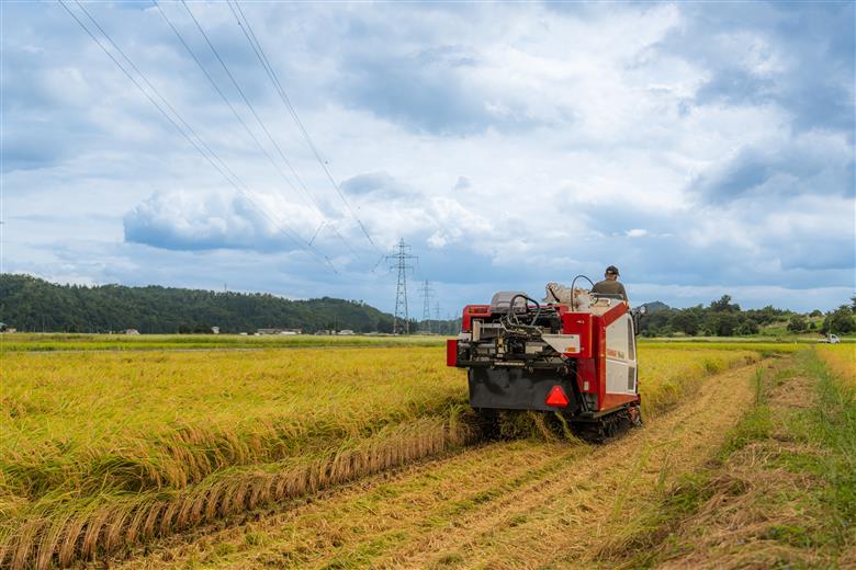 新米 米 玄米 10kg ひとめぼれ 【12月下旬発送】 令和7年産 gt-higxx10 山形県産 ご入金確認後、12月下旬より順次発送