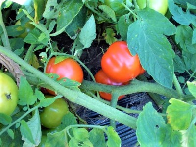 無塩トマトジュース 山形代表 完熟とまと160g×40本 備蓄 防災 キャンプ 長期保存 ja-jumtx40 20本×2ケース