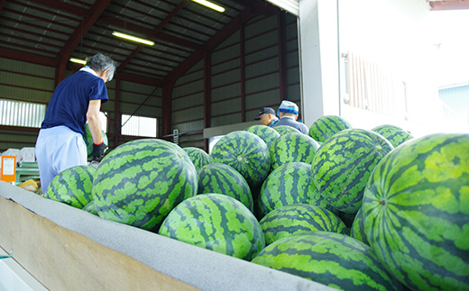 大玉すいか 新山寺すいか 2~3Lサイズ×1玉 2026年産 令和8年産 山形県産 東北 果物 くだもの フルーツ 人気 オススメ 便利 グルメ 取り寄せ ご当地 特産 産地 直送 支援 yd-suoxx2 2~3L 約7~8kg前後