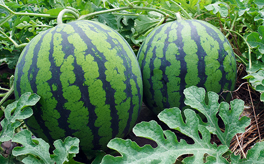 大玉すいか 新山寺すいか 4~5Lサイズ×1玉 2026年産 令和8年産 山形県産 東北 果物 くだもの フルーツ 人気 オススメ 便利 グルメ 取り寄せ ご当地 特産 産地 直送 支援 yd-suoxx4 4~5L 約9~10kg前後