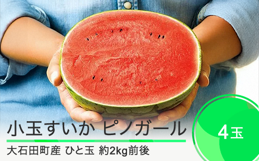 すいか 小玉 ピノガール 約2kg前後×4玉 2025年産 令和7年産 山形県産 大石田町産 8月上旬から順次発送 mn-sukxx4