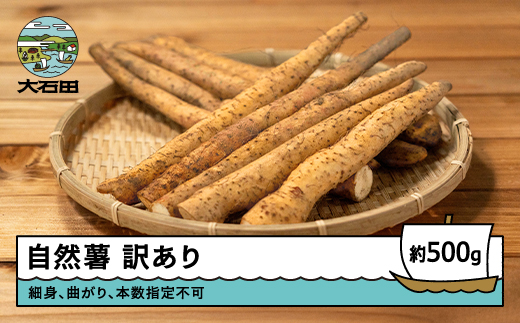 雪国育ちの自然薯 訳あり スティック 500g 野菜 やまいも じねんじょ 山形県 大石田町産 oz-ziwxx500 500g
