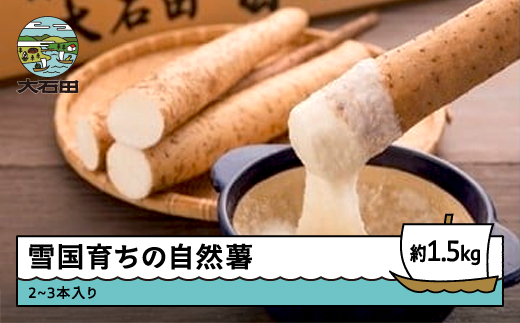 自然薯 野菜 芋 雪国育ちの自然薯1.5kg入り oz-zixxx15 1.5kg