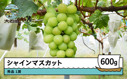 【先行予約】令和8年産 シャインマスカット 約600g 1房 2026年産 果物 フルーツ ぶどう 山形県 ry-busmx600 秀品 約600g（1房）