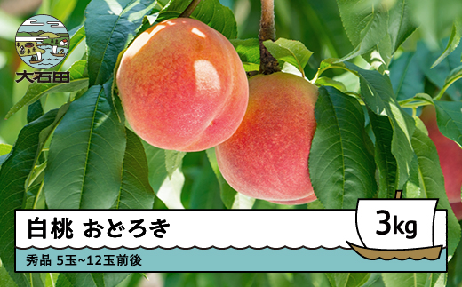 【先行予約】 桃 もも 白桃 おどろき 3kg 山形県産 2026年産 令和8年産 ふるさと納税 果物 くだもの フルーツ 期間限定 冷蔵配送 先行受付 グルメ 取り寄せ ご当地 特産 産地 直送 送料無料 東北 山形県 人気 果実 送料無料 ry-moodx3000 白桃：おどろき 3kg（約8~12玉）
