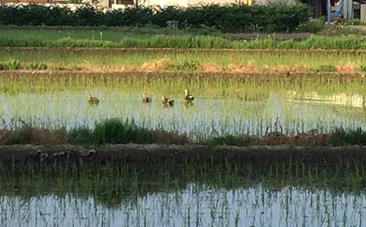 【先行予約 令和7年産】 金山町産 特別栽培米 はえぬき 精米 5kg 米 お米 ご飯 ブランド米 F4B-0604