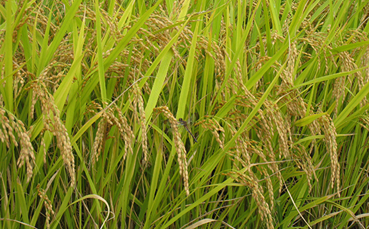 令和7年産 金山産米 雪若丸 【精米】（5kg）米 お米 白米 ご飯 精米 ブランド米 送料無料 東北 山形 金山町 F4B-0647