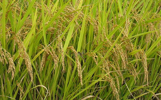 令和6年産 金山産米 雪若丸 【玄米】（5kg）米 お米 ご飯 玄米 ブランド米 送料無料 東北 山形 金山町 F4B-0565