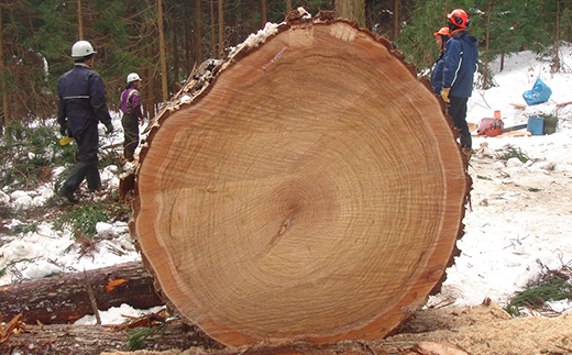 かねやま杉のおあそびチェアー＆つくえセット F4B-0131
