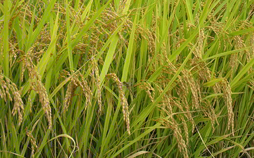 令和7年産 金山産米 つや姫 【精米】 2kg 米 お米 白米 ご飯 精米 ブランド米 つや姫 送料無料 東北 山形 金山町 F4B-0632