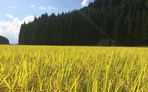 【先行予約 令和7年産】 金山町産 特別栽培米 はえぬき 玄米 2kg×5(10kg) 米 お米 ご飯 ブランド米 F4B-0609