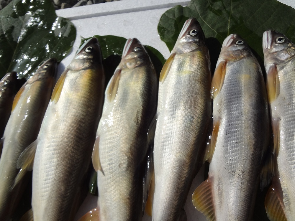 山形県小国川 【天然】 松原鮎　1kg