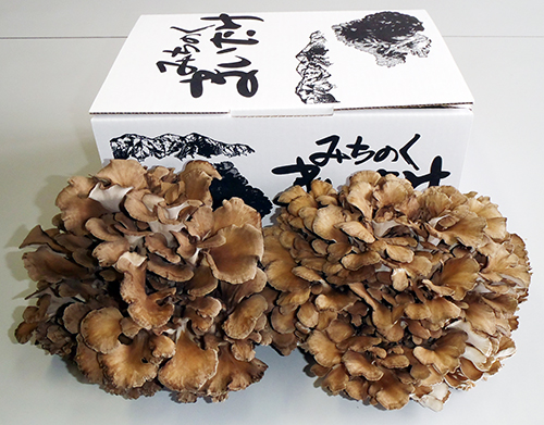最上町産みちのくまいたけ2株 最上町産みちのくまいたけ2株
