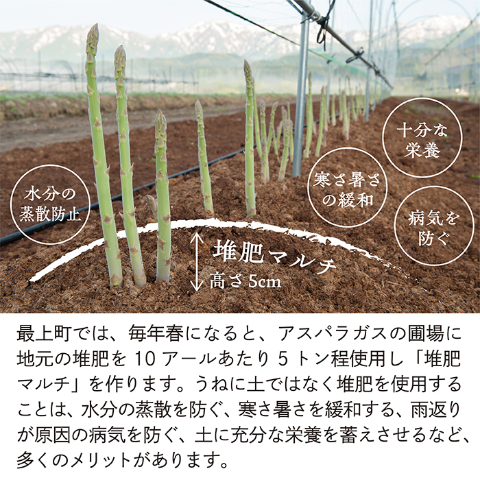 【令和8年産予約】最上町特産グリーンアスパラ2kg グリーンアスパラ2kg
