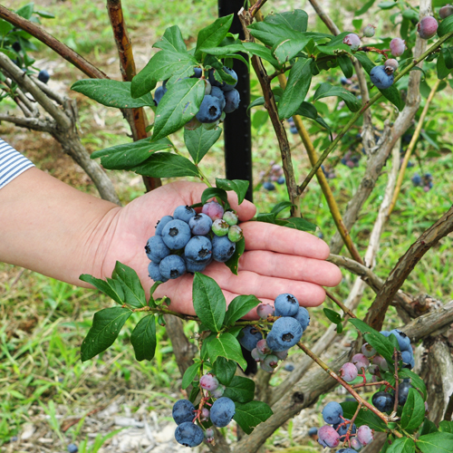 【冷凍】最上町産ブルーベリー1kg ※発送は9月～3月になります。