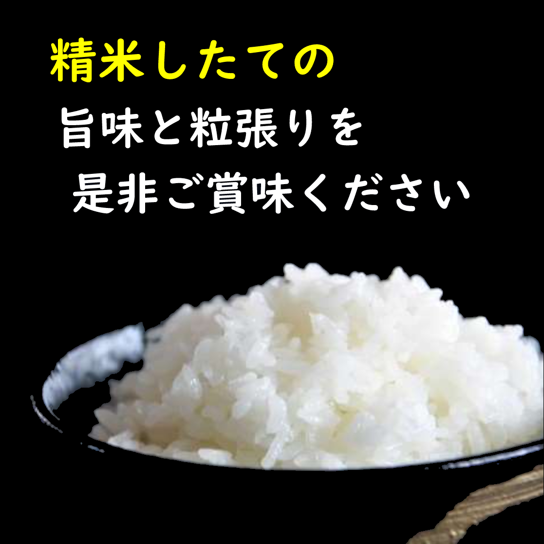 令和7年産 【無洗米】最上町産 ホタル米雪若丸10kg(5kg×2袋)