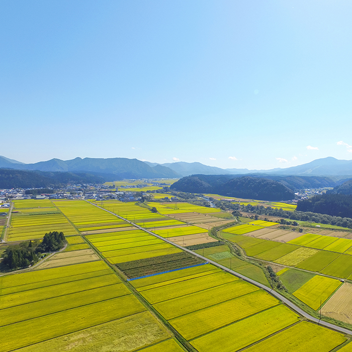 【令和7年産】【白米】山形県産雪若丸5kg
