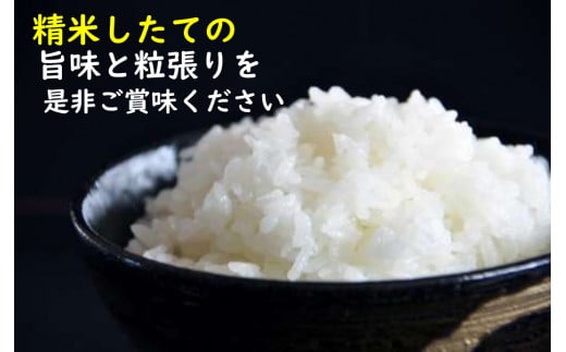 令和7年産　山形県産 特別栽培米 つや姫5kg (5㎏×1袋) 令和7年産　山形県産 特別栽培米 つや姫5kg (5㎏×1袋)