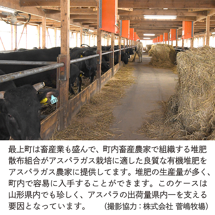 【令和8年産予約】最上町特産グリーンアスパラ1kg グリーンアスパラ1kg