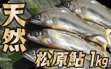山形県小国川 【天然】 松原鮎　1kg