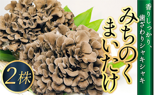 最上町産みちのくまいたけ2株 最上町産みちのくまいたけ2株