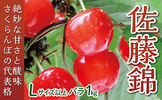 【令和7年産予約】さくらんぼ「佐藤錦」Lサイズ以上　バラ1kg