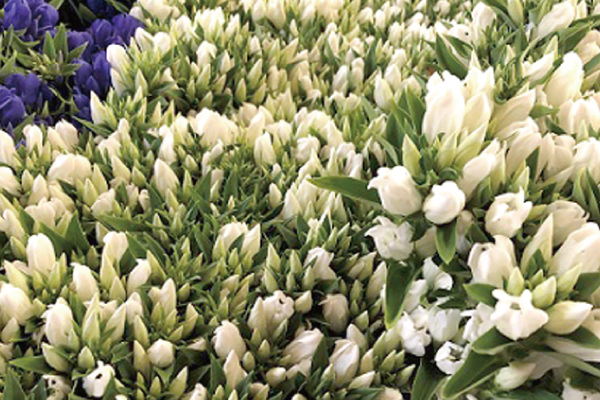 大蔵村の花　りんどう