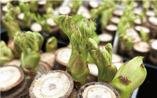 四季屋　松兵エ　春のかおり「高原たらの芽」