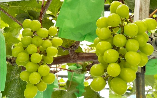 大蔵村産　シャインマスカット・ピオーネ　2房入り　約1.2kg