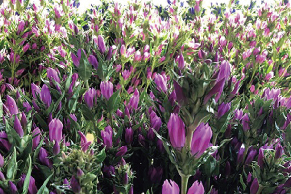 大蔵村の花　りんどう