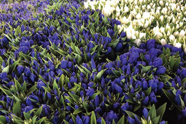 大蔵村の花　りんどう