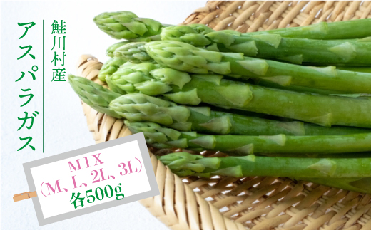 鮭川村産　アスパラガス　<MIX：M、L、２L、３L　各500g＞