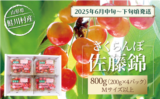 [令和7年産 早期受付] 鮭川村産さくらんぼ [佐藤錦] M〜Lサイズ混合 フードパック800g(200g×4P)