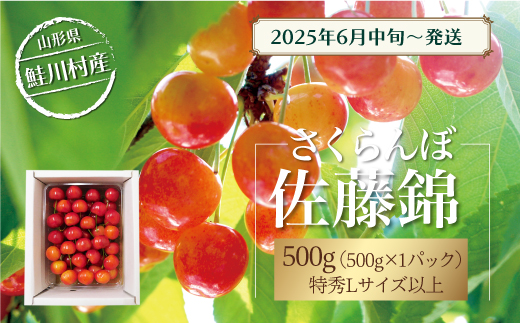 [令和7年産 早期受付] 鮭川村産さくらんぼ [佐藤錦] 特秀Lサイズ以上バラ詰め 500g