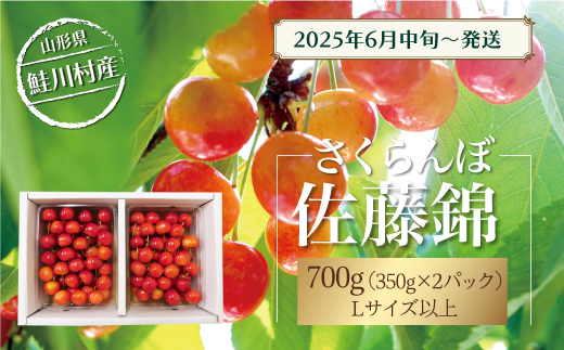 [令和7年産 早期受付] 鮭川村産さくらんぼ [佐藤錦] Lサイズ以上バラ詰め 700g