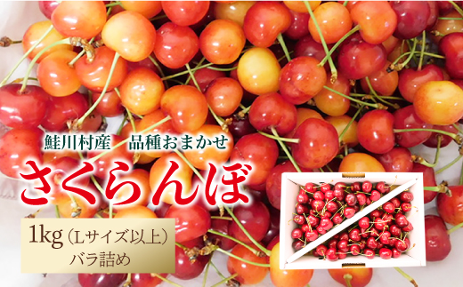 [令和7年産 早期受付] 鮭川村産さくらんぼ [品種おまかせ] Lサイズ以上バラ詰め 1kg(500g×2P)