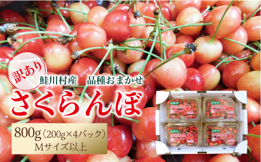 [令和7年産 早期受付] ★訳あり★ 鮭川村産さくらんぼ [品種おまかせ] フードパック800g(200g×4P)