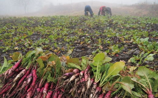 山形県 戸沢村産 寺台農園 最上伝承野菜 角川かぶ甘酢漬け 6袋 野菜 やさい 漬物 つけもの かぶ 加工品 食品 山形県 戸沢村 F7W-0097