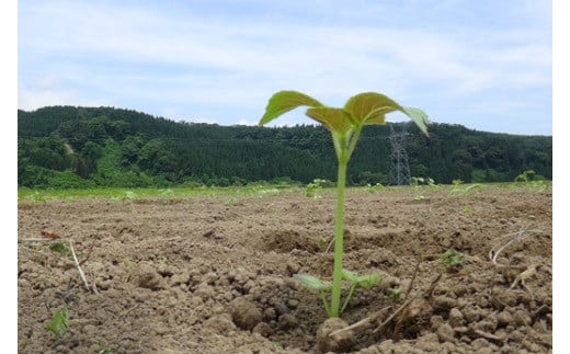 戸沢村特産 えごまセットC ドレッシング ポン酢 味噌 みそ F7W-0017